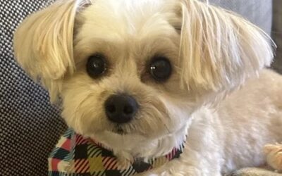 Peanut – My Promise for 2025