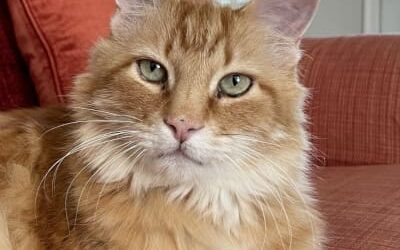 Mr. Pippin Marmalade – My Promise for 2025