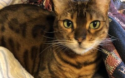 Willow – My Promise for 2025